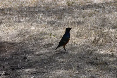 DSC_4002 (Large).JPG